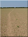 Footpath across the fields in Harlyn