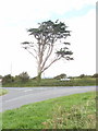 Lone cedar near Bogee farm