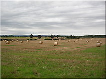 SE6753 : Farmland near Dunnington by DS Pugh