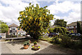 Laburnum tree in Orford Road