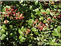 Blackberries near Waldridge Manor