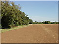 Ploughed field and Hook Covert, Haddenham