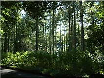 SU6987 : Copse Wood - A broadleaved woodland by Colin Bates