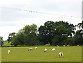 SJ5328 : Swallows and sheep. by Bob Bowyer
