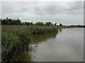 Reed Beds in Rushcliffe Country Park