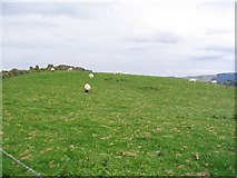 SJ9467 : Sheep by Dave Smethurst