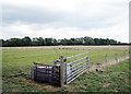 Field near Dorsington