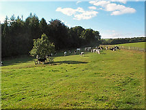 SE1349 : Pasture west of Denton by David Spencer