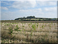 Young Trees at Leys Farm