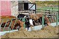 Cattle at Backburn Farm