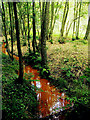 SU4461 : Stream in Clere Wood by Pam Brophy