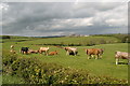 Ayrshire Countryside