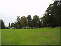 Mature trees at Salmons Lane West, Caterham, Surrey