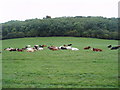 Mixed dairy herd at Marden Hillboxes Farm, Surrey