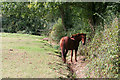 Bicknoller: horse in field