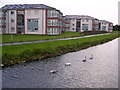 Swans on the Forth Clyde Canal