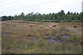 Highland cattle on Folly Bog