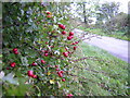 Haws by Roadside, Near Eaglesham