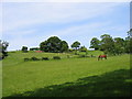 Fields on the path from Bircher Common to Yarpole