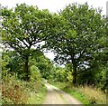 Public Bridleway along Bush Lane from Rusper/Horsham Road to Owlcastle Farm, Faygate, West Sussex