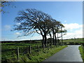 NS6251 : Wind Swept Trees Near East Kilbride by Iain Thompson