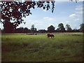 Horses grazing in Berkshire