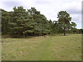 Southern edge of Roydon Woods, Sandy Down, New Forest