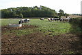 Livestock in a field near Tibberton