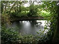 SJ6283 : Pond at the Edge of the Wood by Keith Williamson