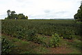 SO7224 : Field of currant bushes at Battle Ridge by Philip Halling