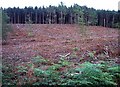 Forest Clearance, Sherwood Pines