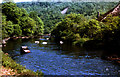 River Tamar,  Clitters Wood, Gunnislake 1978