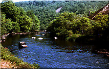 SX4272 : River Tamar,  Clitters Wood, Gunnislake 1978 by Crispin Purdye