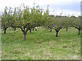 Sheep in the orchard, Clophill, Beds