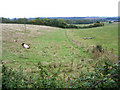 Longhorns taking a rest beside the Greensand Ridge Walk, Clophill, Beds