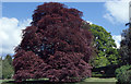 M4304 : The Autograph Tree (a purple-leaved beech) in the walled garden at Coole Park, Co. Galway. by Dr Charles Nelson