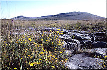 R3194 : Mullach Mor, the "celebrated" heart of the Burren National Park. Shrubby cinquefoil in bloom. by Dr Charles Nelson