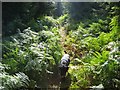 Forestry Track Leading to Crossley Hospital East