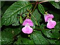 Himalayan Balsam