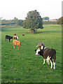 SK7633 : Plungar Cows, Vale of Belvoir, Leicestershire by Kate Jewell