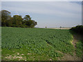 Field of brassicas off Fair Lane