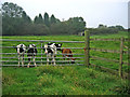 Calves at Red House Farm