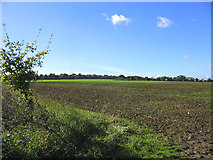 TL6203 : Farmland on the Blackmore-Writtle road by John Winfield