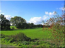 TQ6096 : Rural scene - Brentwood by John Winfield