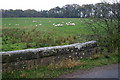 Bridge, sheep, field