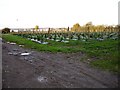 Raspberry canes and polytunnels