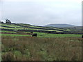 Farmland between Birkerthwaite and High Ground