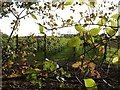 Runner beans, Summerwood Farm