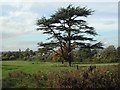 Yatton Church looking NW over grid square ST4365