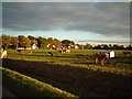 Field of Cows